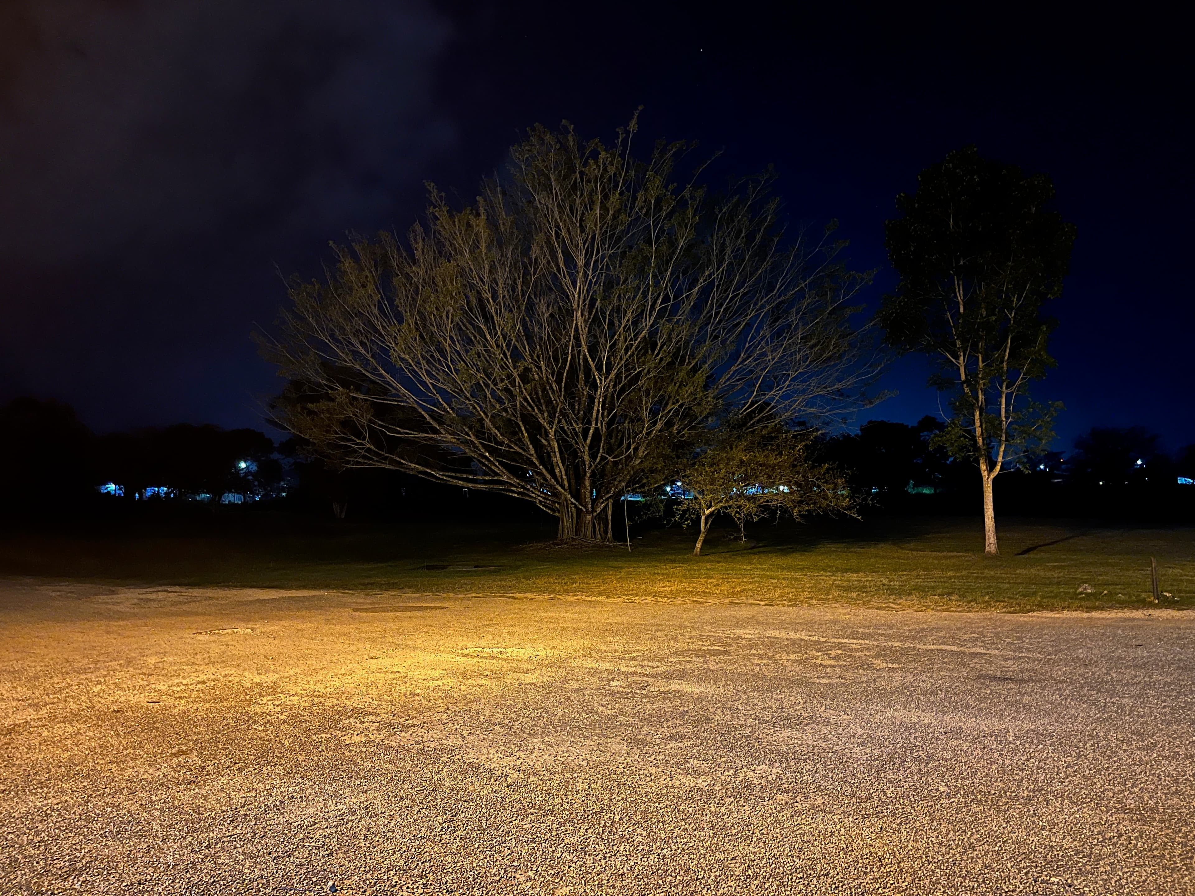 Ominous Tree